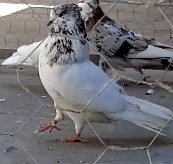 کله برنجی شمرونی نر|پرنده|تهران, گلستان (شهرک راه آهن)|دیوار