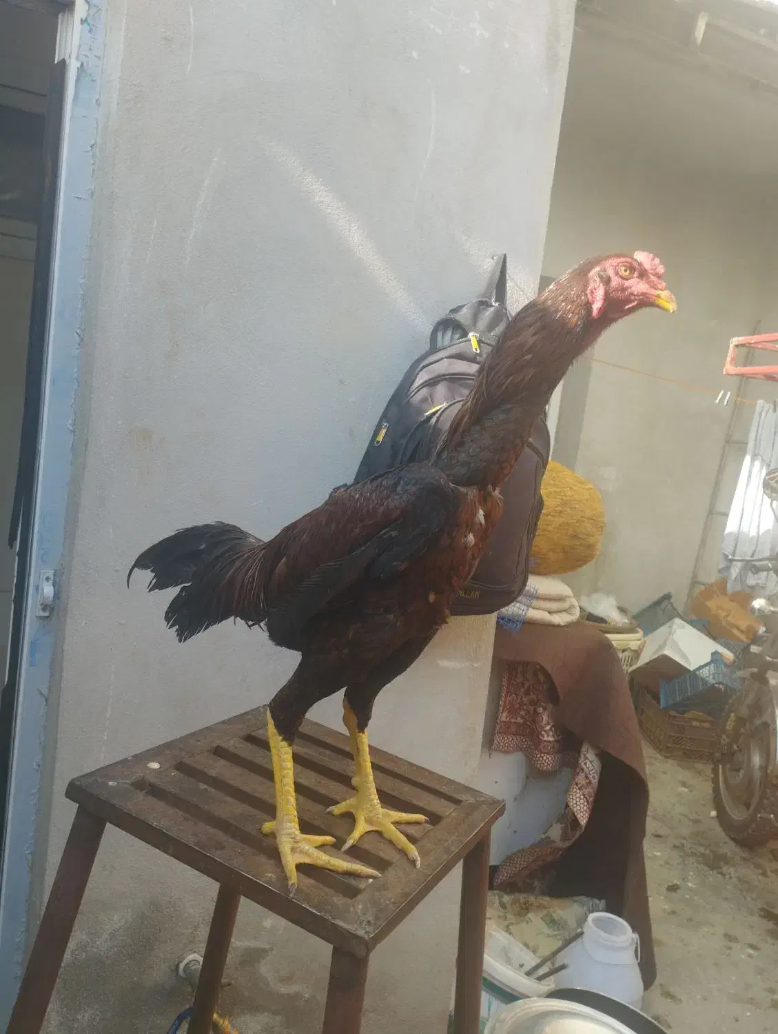 خروس لاری|حیوانات مزرعه|سقز, |دیوار