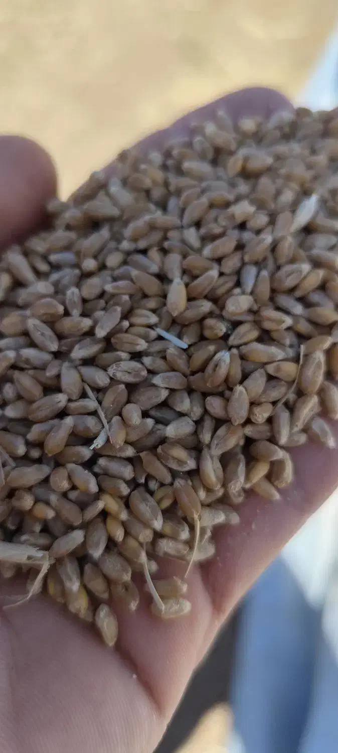 گندم آبی صربستانی یونی استار|گل و گیاه طبیعی|ماهیدشت, |دیوار