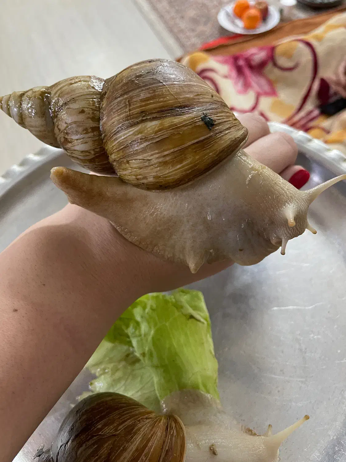 حلزون|خزنده|قم, شهرک فاطمیه|دیوار