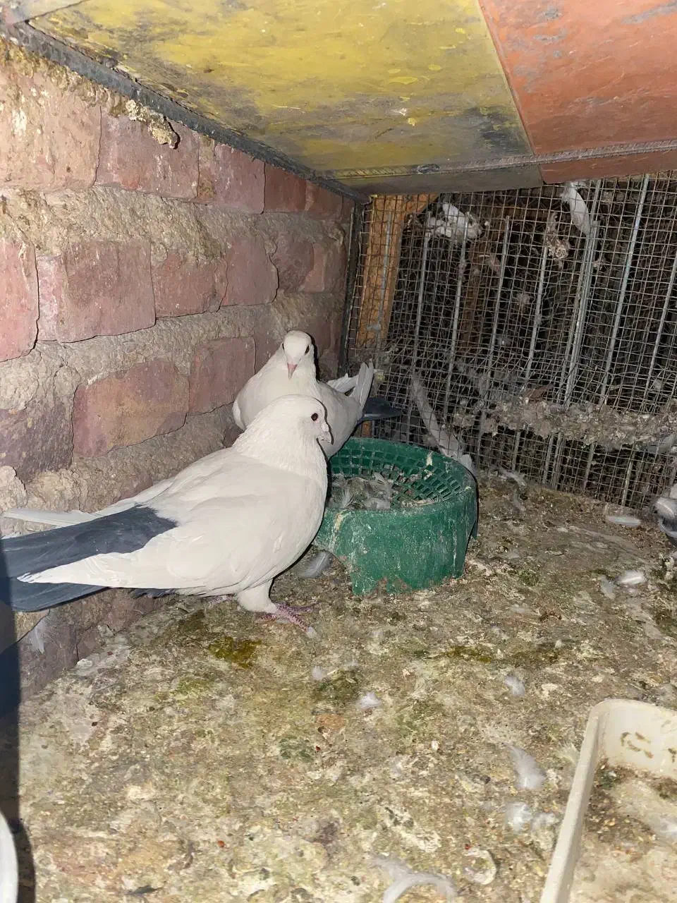 کبوتر|پرنده|زرند, |دیوار