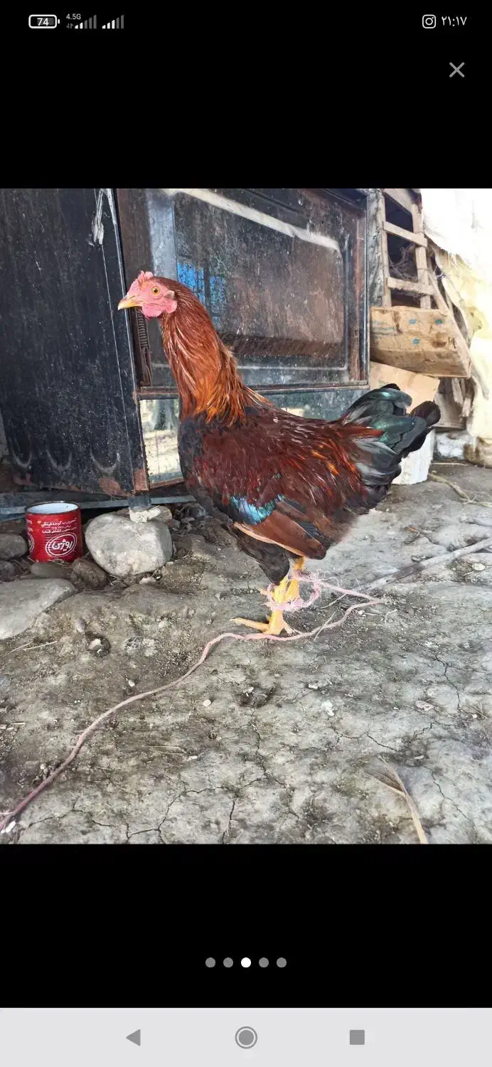 خروس محلی|حیوانات مزرعه|لاهیجان, بازکیاگوراب|دیوار