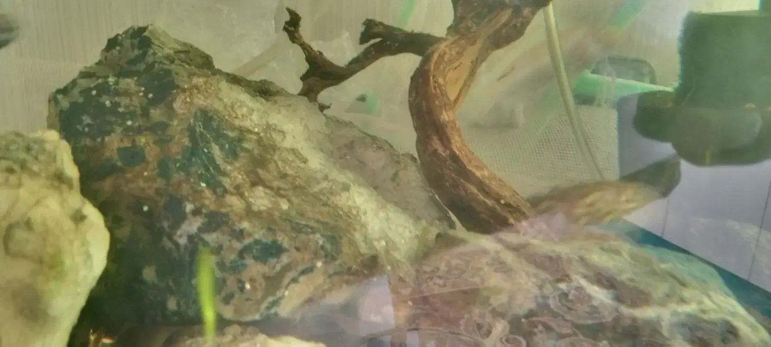 سیچلاید آفریقایی و آمریکایی|ماهی|بیرجند, |دیوار