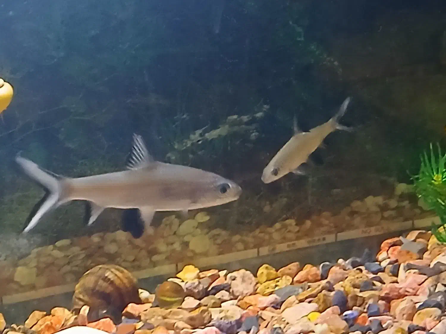 Sliver Sh-ark|ماهیگیری|یزد, |دیوار