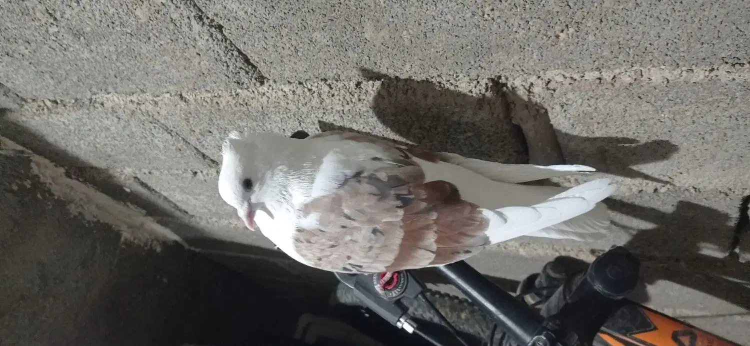 کفتر|پرنده|خرم‌آباد, |دیوار