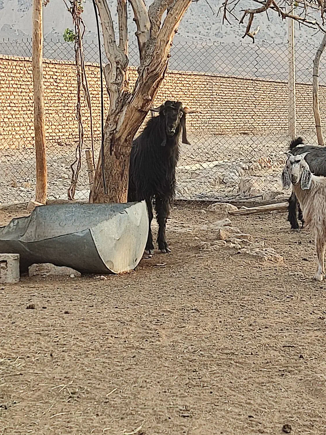 دبر داشتی و کهره نر آلپاین|حیوانات مزرعه|رونیز, |دیوار