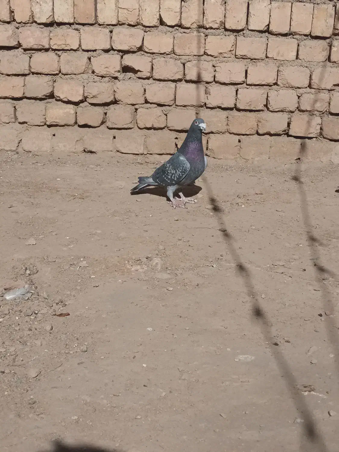 کفتر پلاکی|پرنده|فولادشهر, مسکن مهر فولادشهر|دیوار