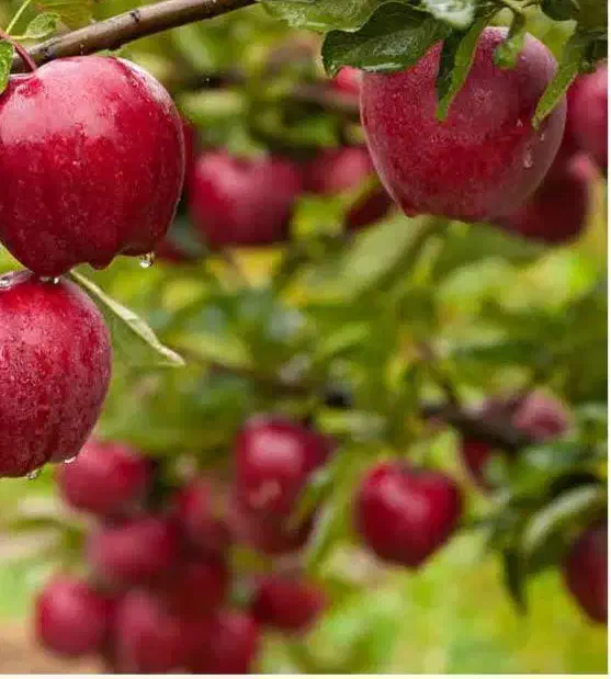 اکیپ هرس کاری|خدمات باغبانی و درختکاری|کندوان, |دیوار