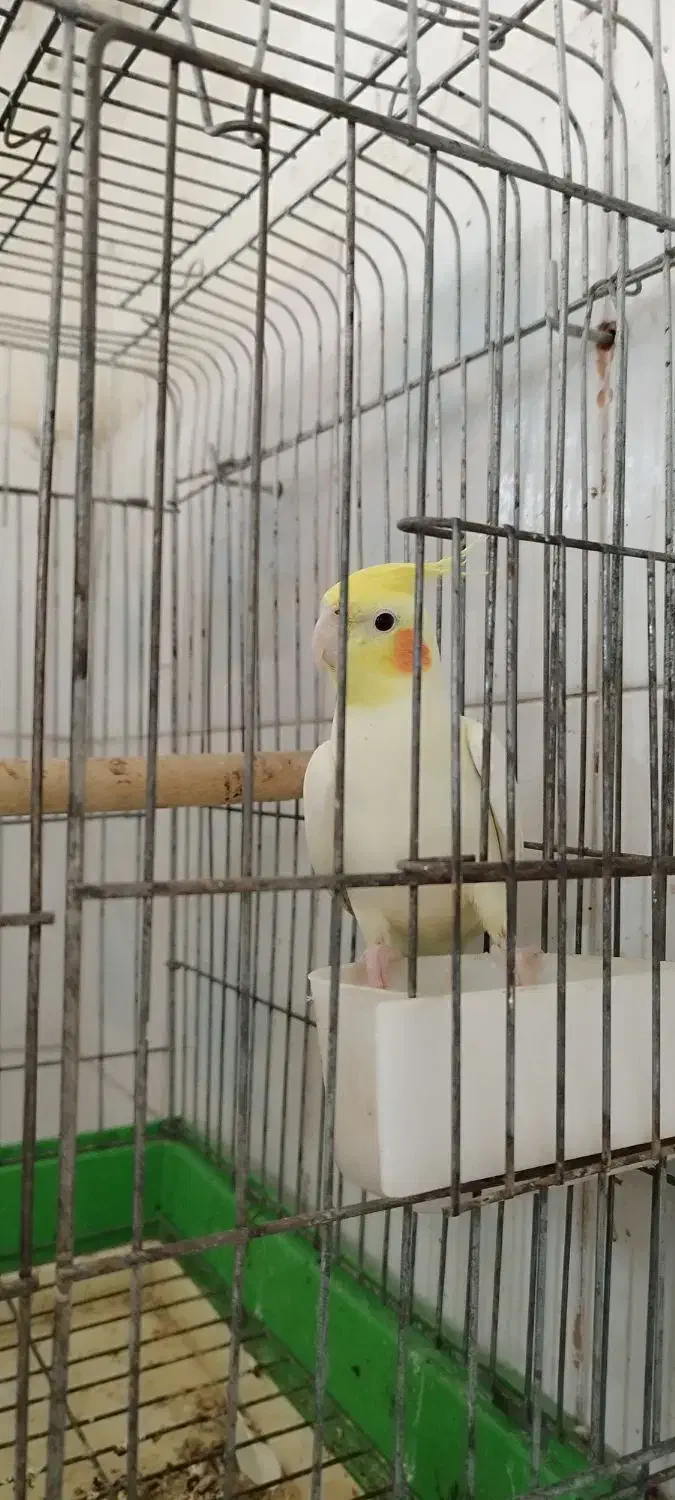 عروس هلندی لوتینو نر مرغ مینا|پرنده|اهواز, گلستان|دیوار