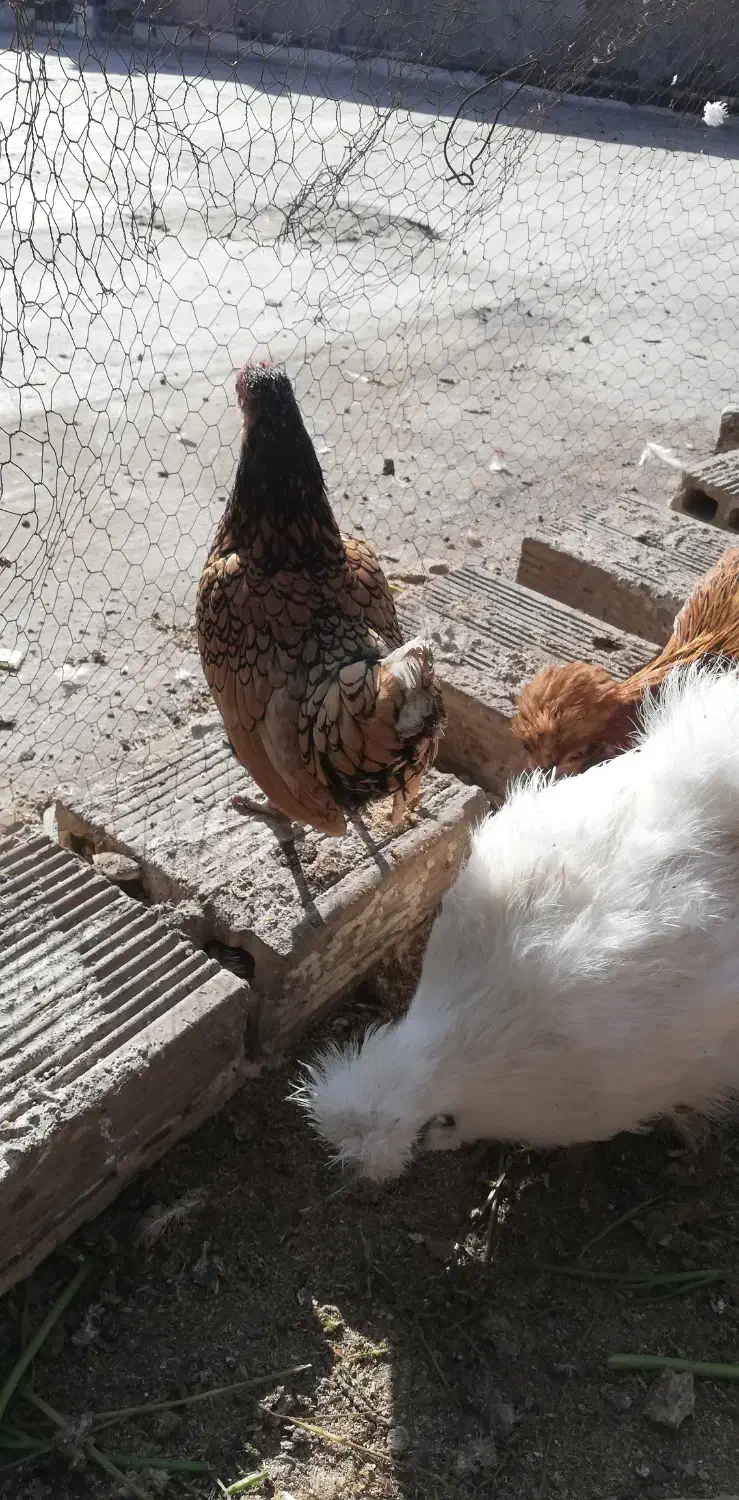 مرغ وکفتر|حیوانات مزرعه|لنجان, |دیوار