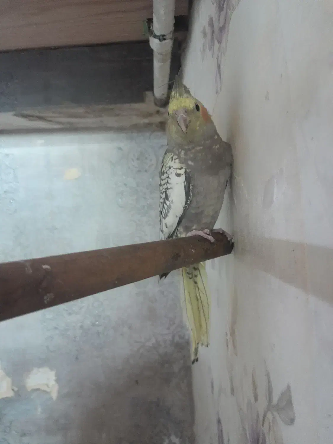 عروس|پرنده|قم, میرزائیه|دیوار