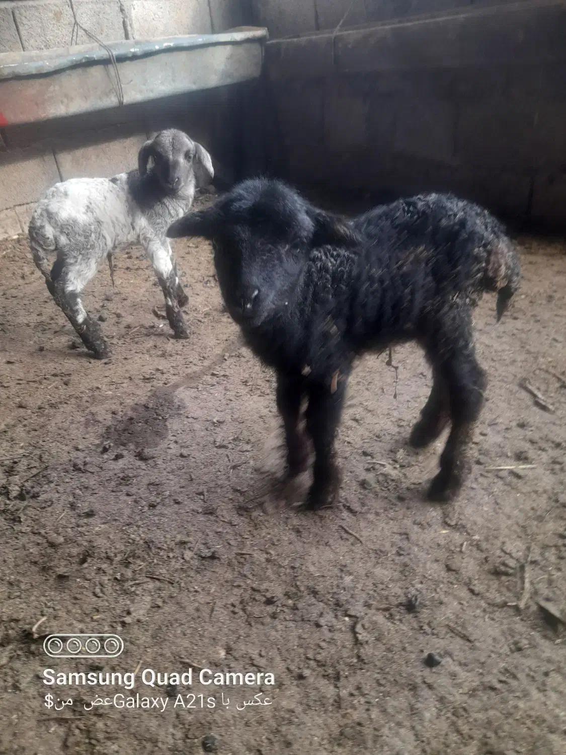 زیر قیمت بازار|حیوانات مزرعه|اسالم, |دیوار