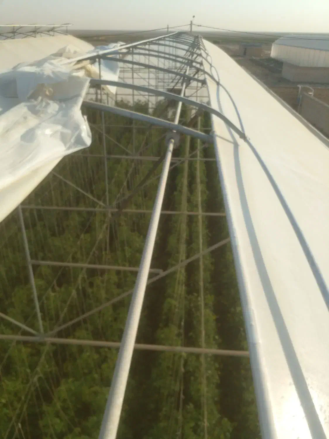 نصب وتعمیرات انواع گلخانه های جوشی وپیچ مهره ی|خدمات پیشه و مهارت|کاشان, شهرک صنعتی راوند|دیوار