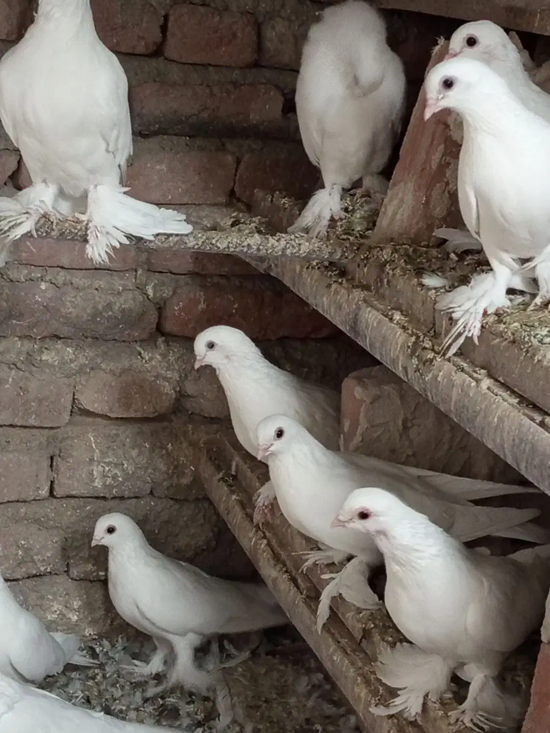 فروش 16عدد لوطی به فروش میرسد|پرنده|ایلخچی, |دیوار