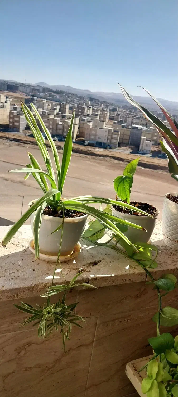 گل خانگی طبیعی|گل و گیاه طبیعی|زنجان, |دیوار