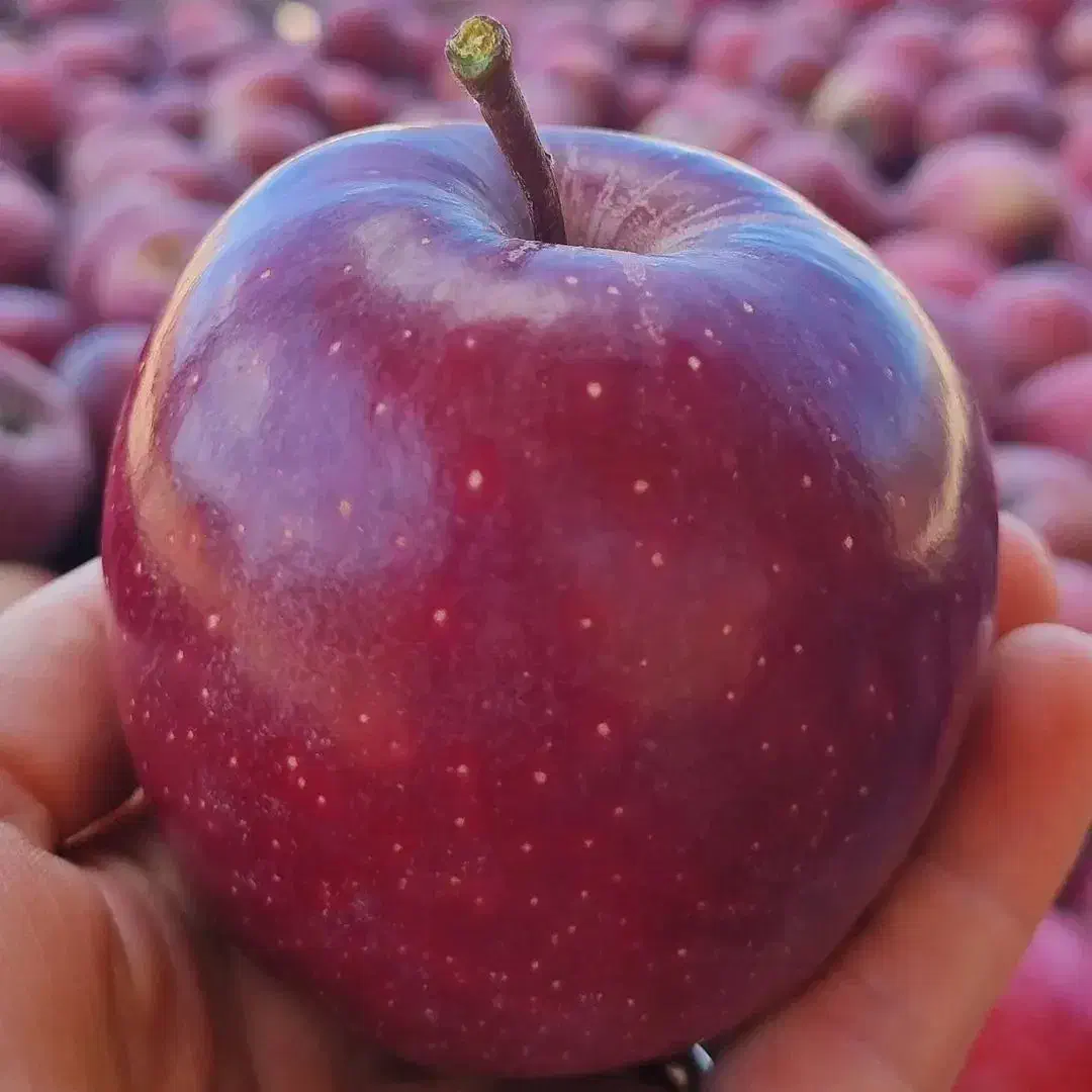 سیب لبنان|حراج|قزوین, |دیوار