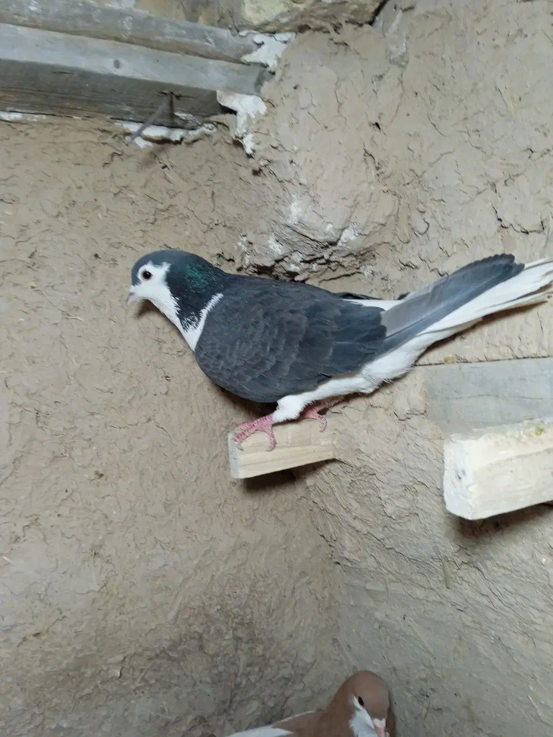 کبوتر شهری|پرنده|مرودشت, بیست متری بیمارستان|دیوار