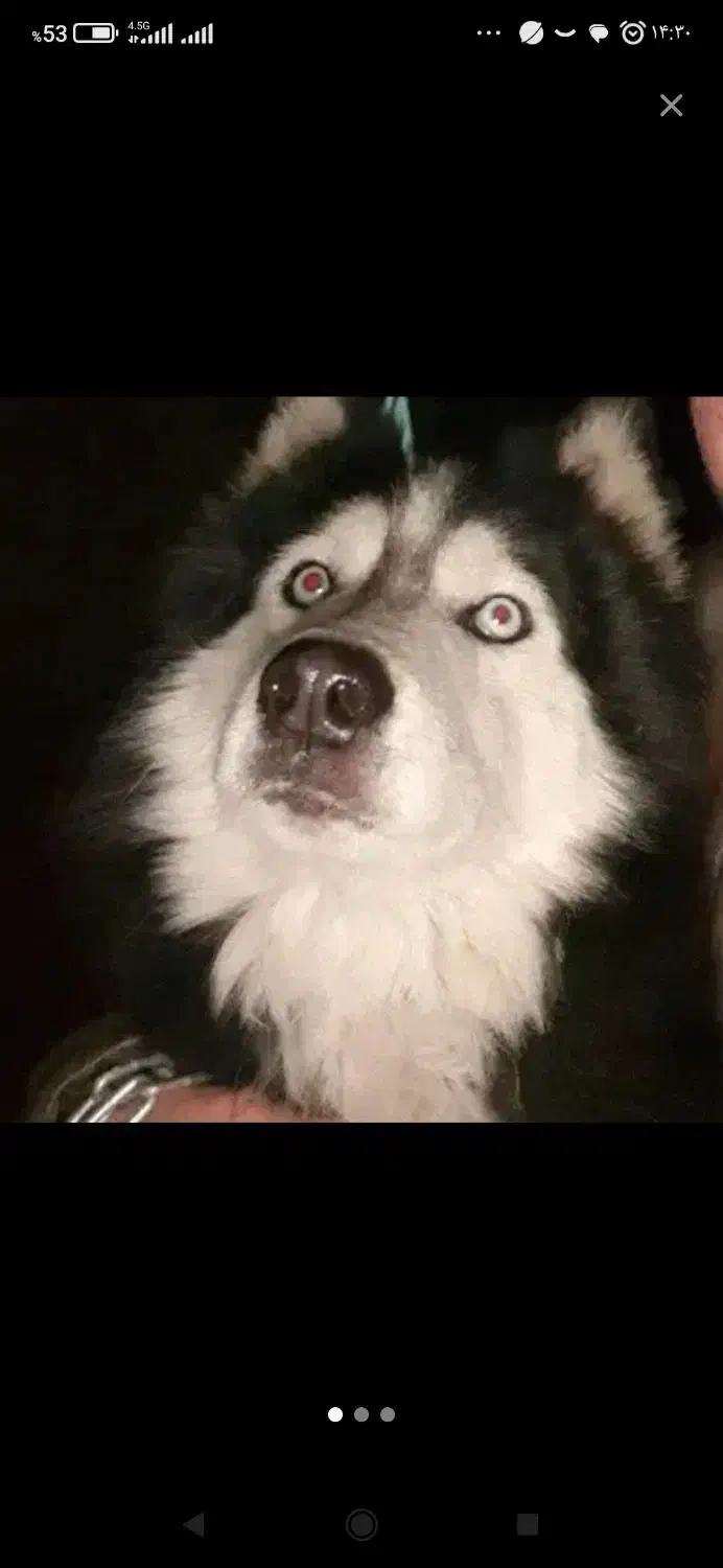 ساحلی سگ گمشده|حیوانات|سنندج, |دیوار