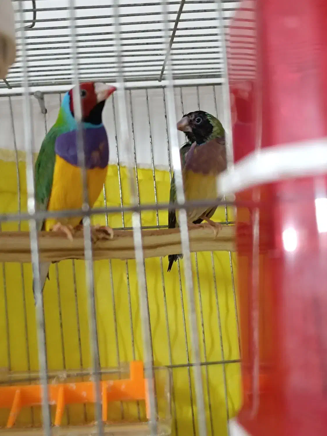 فنچ گلدین و حمال|پرنده|کنگاور, |دیوار