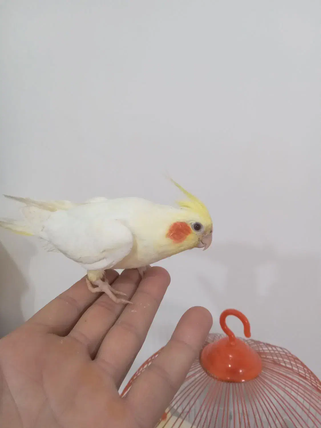 عروس هلندی معاوضه با طوطی برزیلی|پرنده|حاجیلار, |دیوار