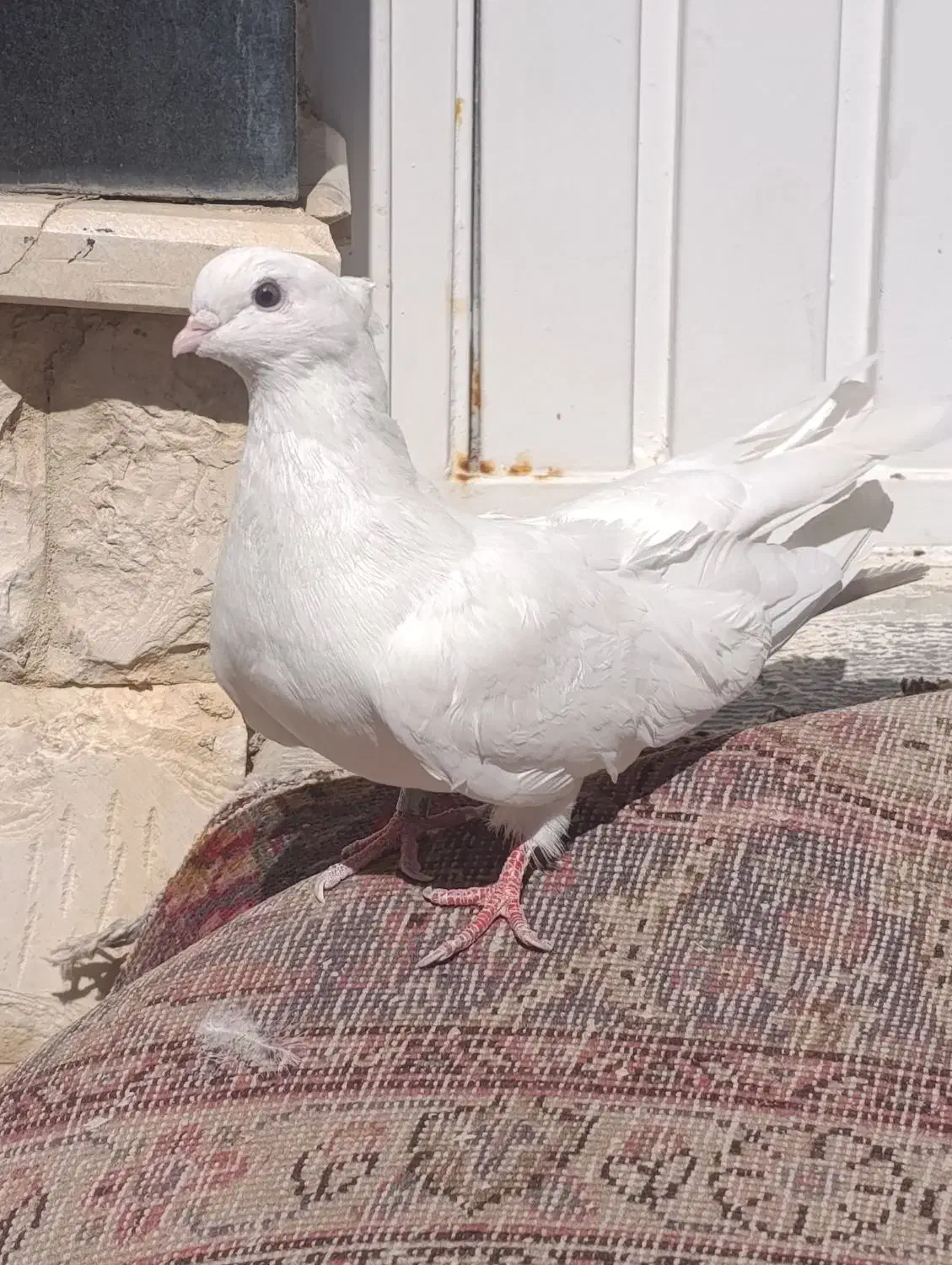 سفید کاکلی|پرنده|ارومیه, |دیوار