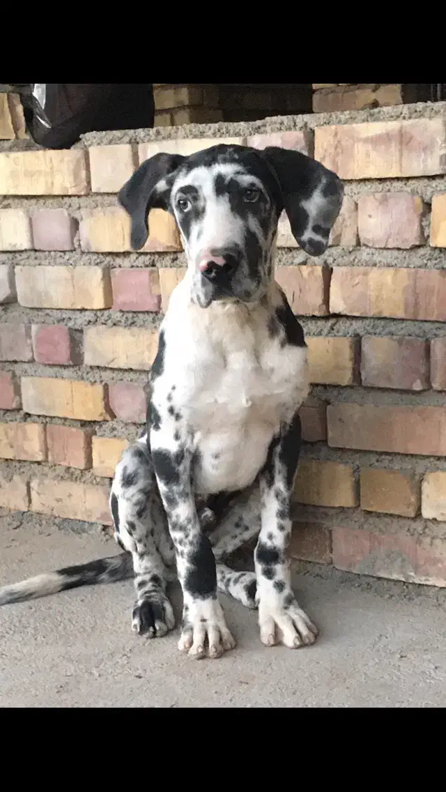 سگ گارد|سگ|شاهرود, |دیوار