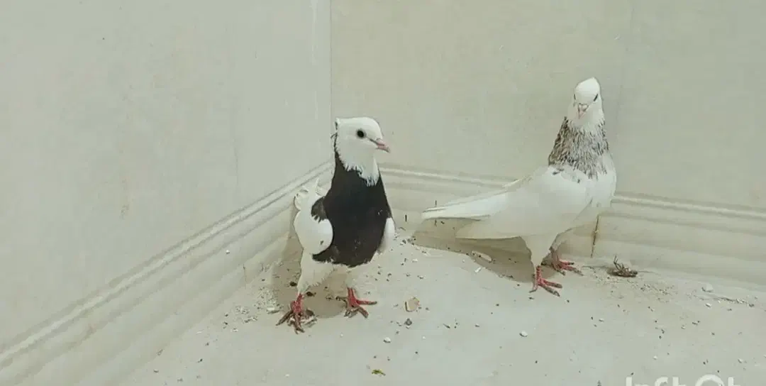 کبوتر طوقی|پرنده|اشکنان, |دیوار