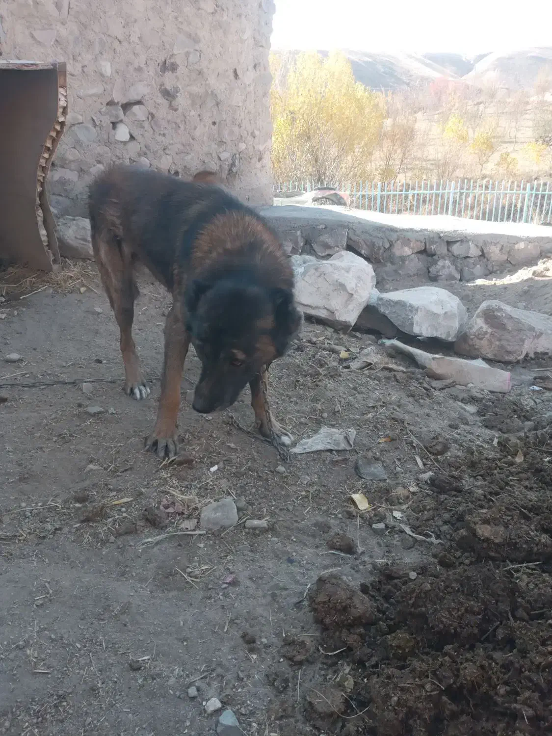 فروشی|سگ|بستان آباد, |دیوار