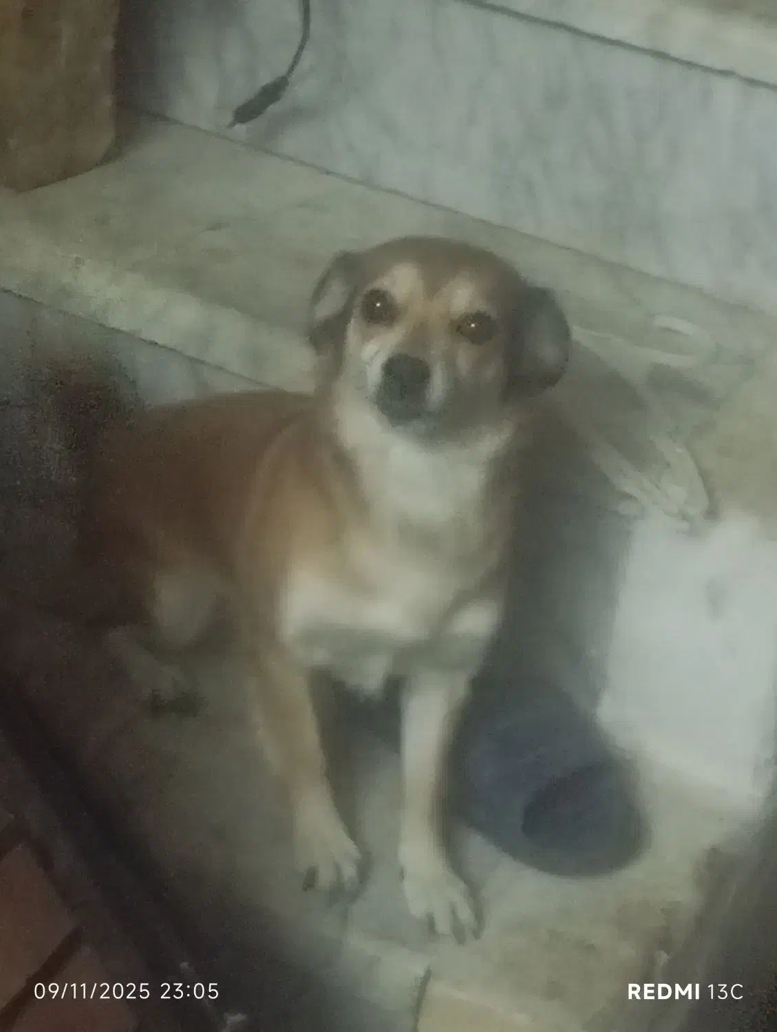 دو عدد توله سگ با نژاد خاص وسه عدد سگ ماده|سگ|حمیدیا, |دیوار