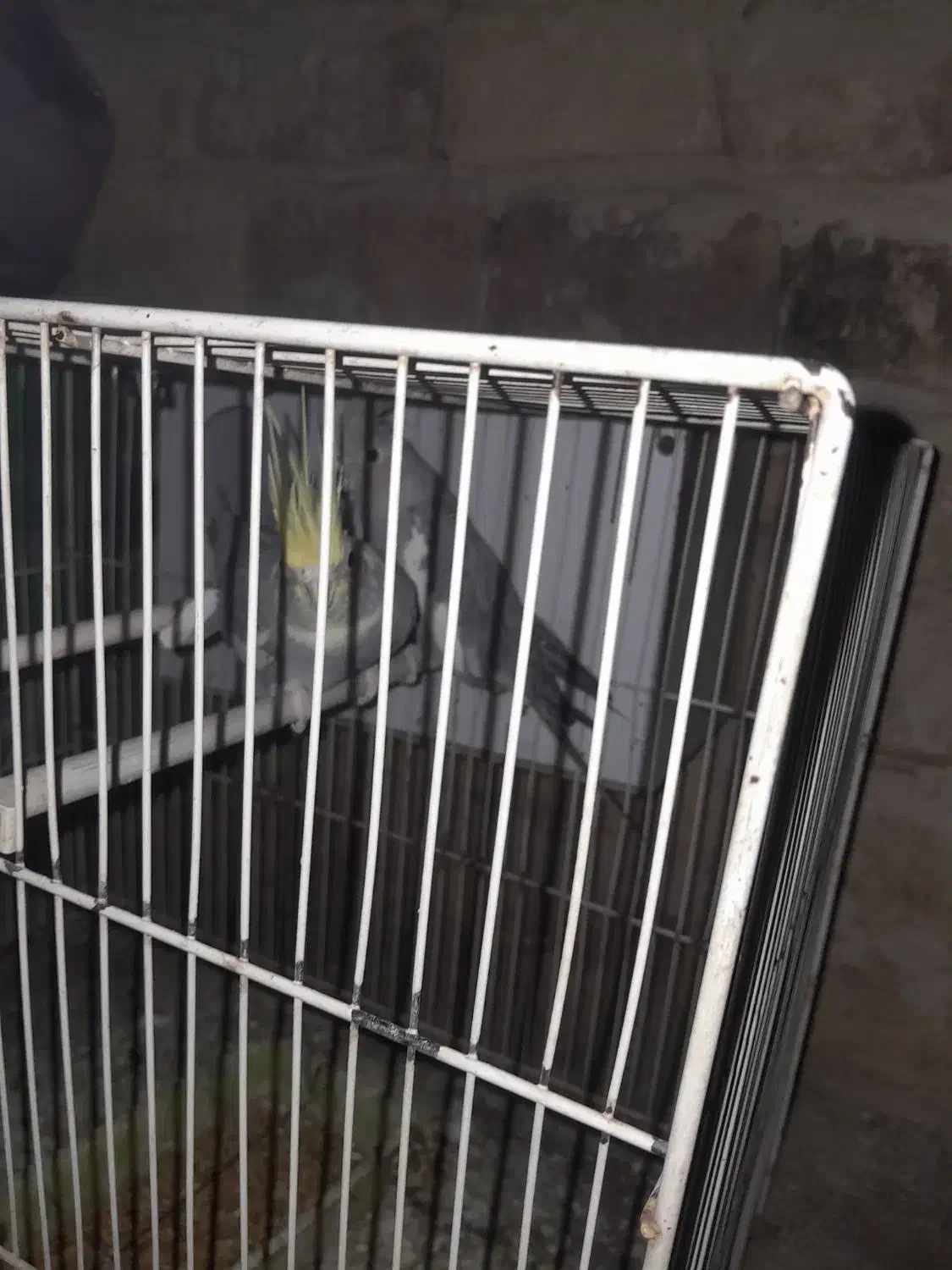 عروس هلندی|پرنده|زیرکوه, |دیوار