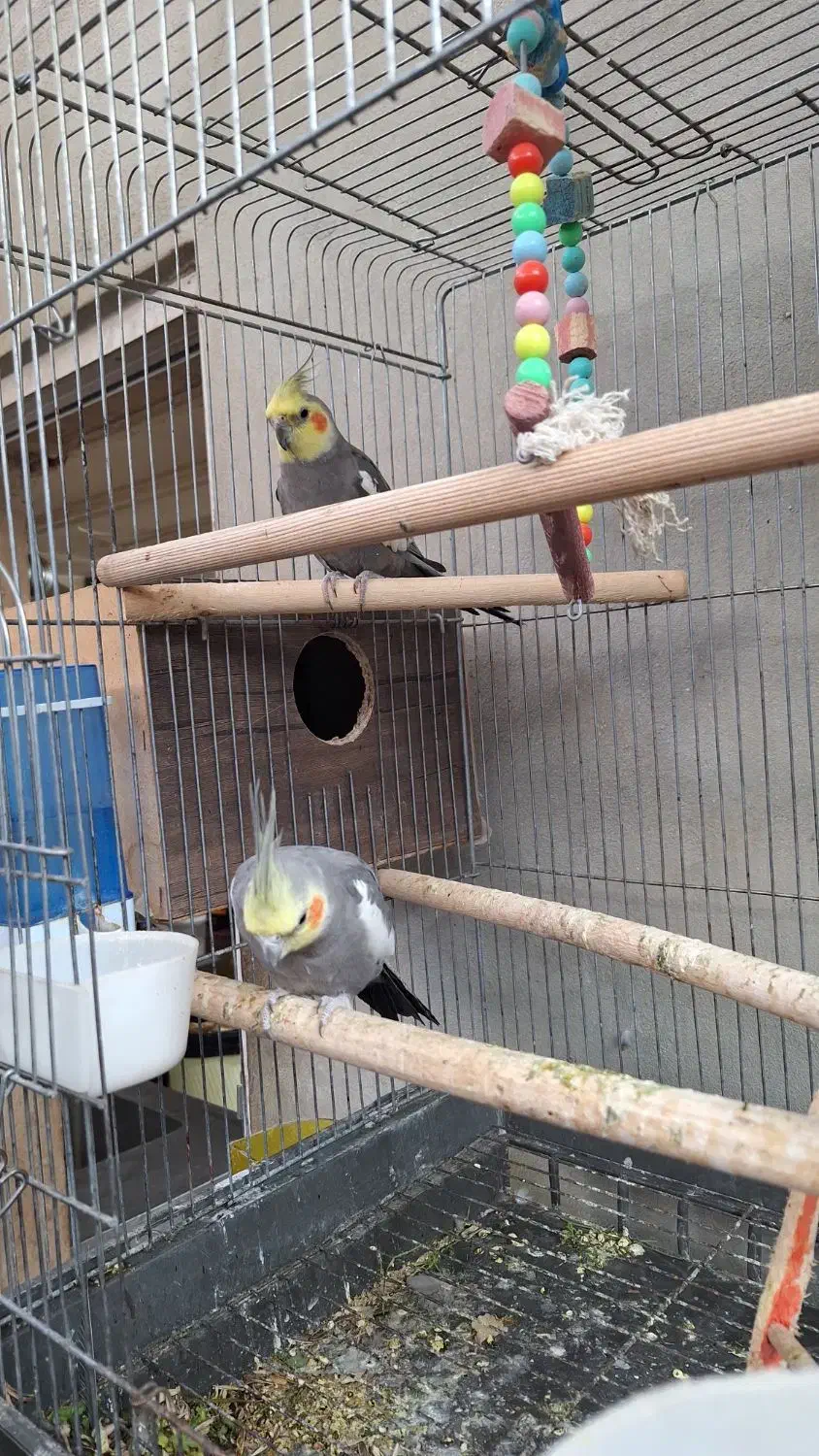 عروس هلندی اصل|پرنده|پیرانشهر, |دیوار