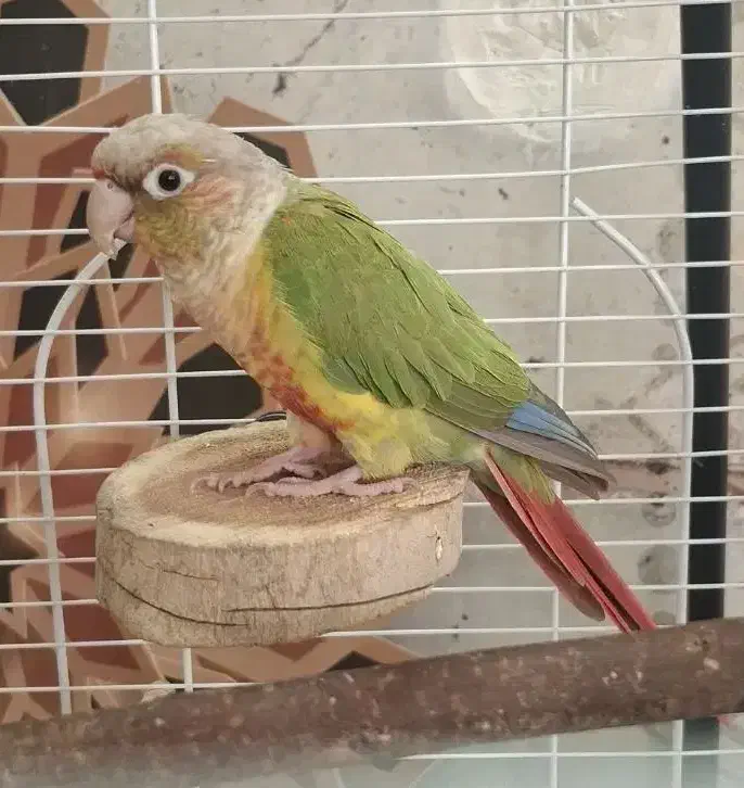 گرینچیک، عروس هلندی، قناری|پرنده|شاهین‌شهر, طالقانی|دیوار