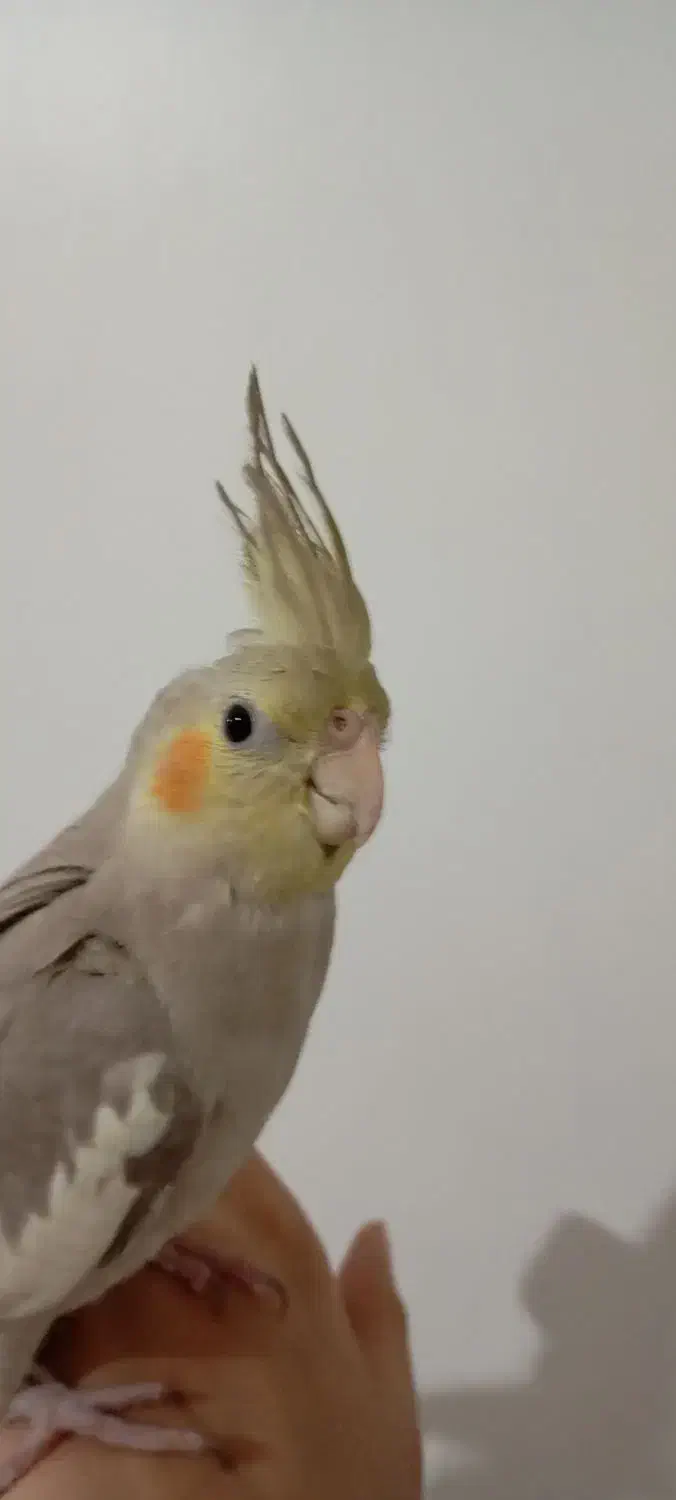 عروس هلندی|پرنده|شهریار, شهریار|دیوار