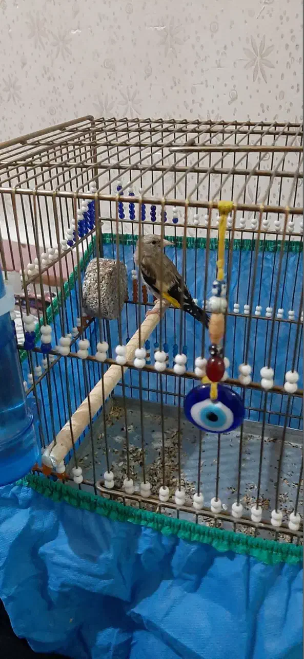 سهره|پرنده|آبادان, |دیوار