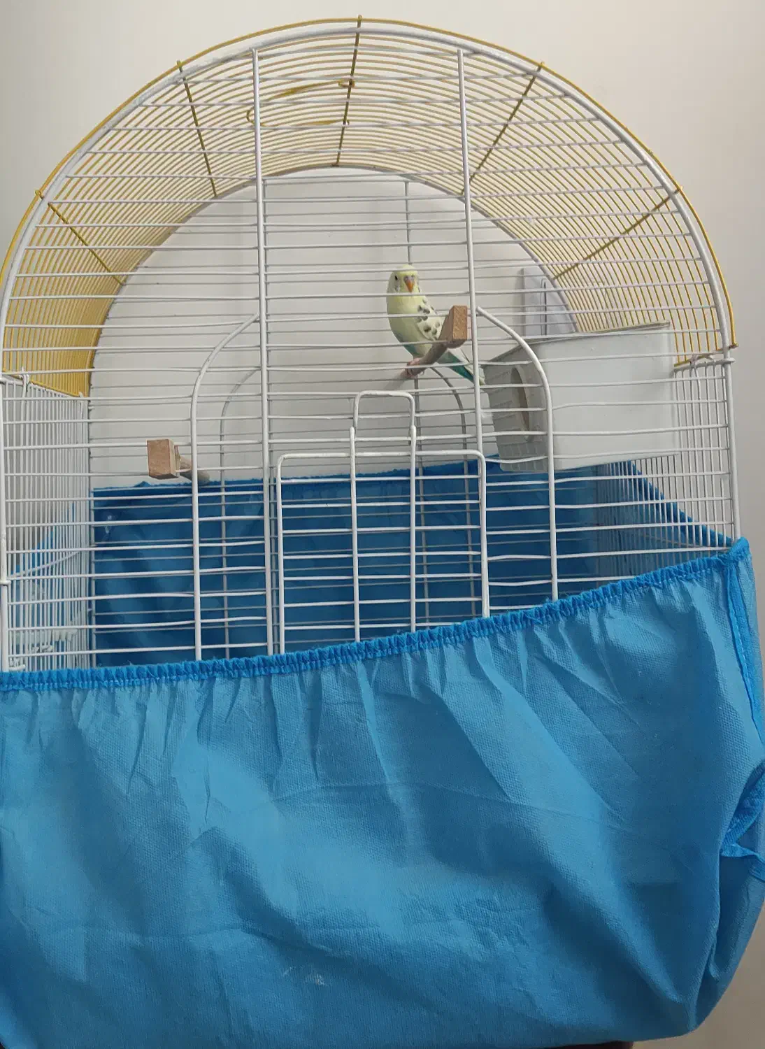 مرغ عشق ماده و قفس|پرنده|فولادشهر, C3|دیوار