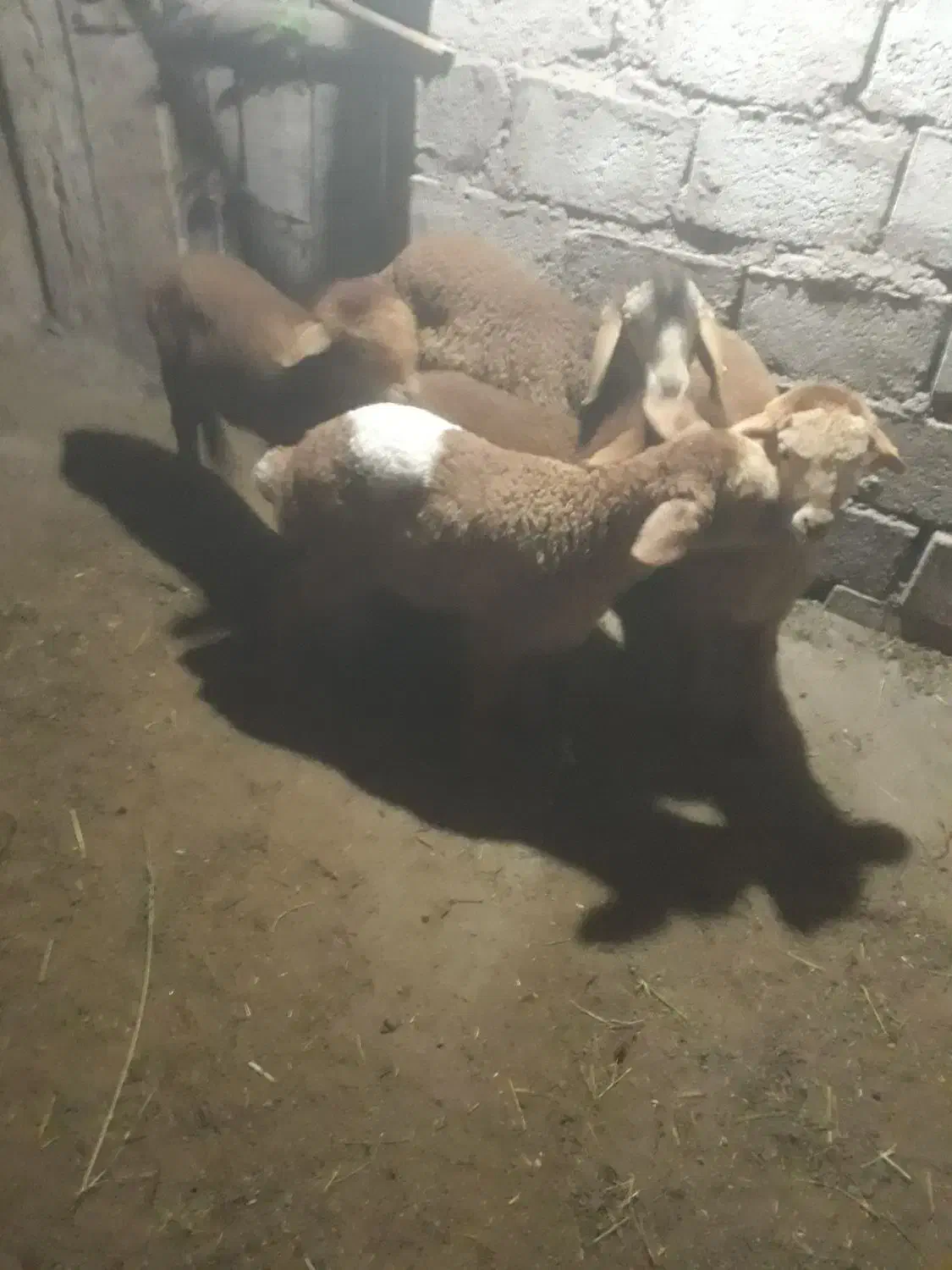 بره|حیوانات مزرعه|انگوت, |دیوار