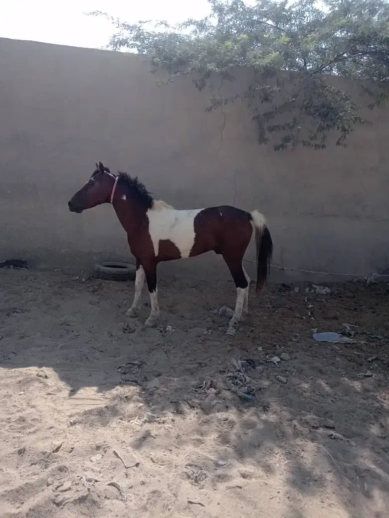 اسب ارام|اسب و تجهیزات اسبسواری|قشم, |دیوار