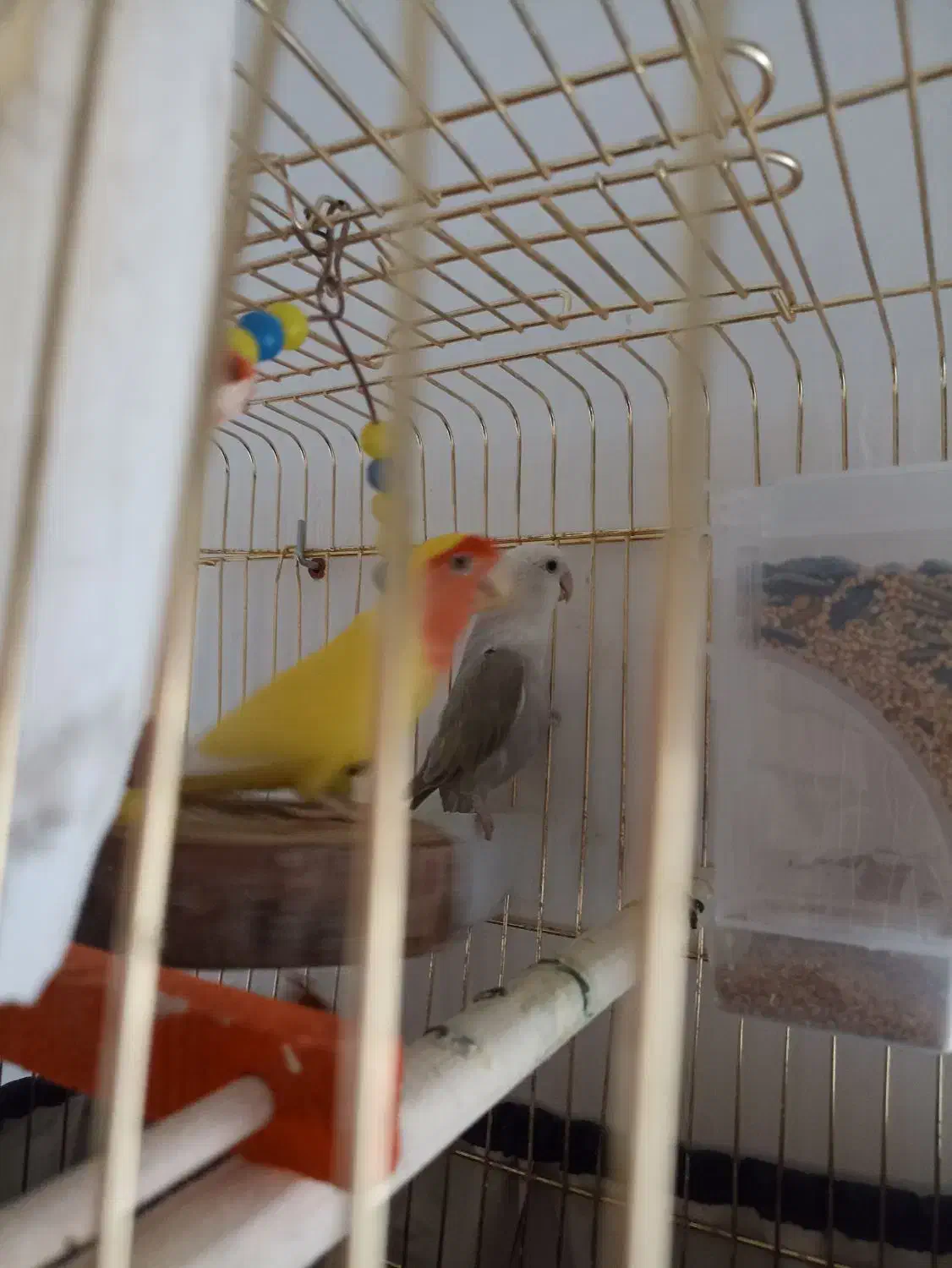 برزیلی طوطک|پرنده|مرند, |دیوار