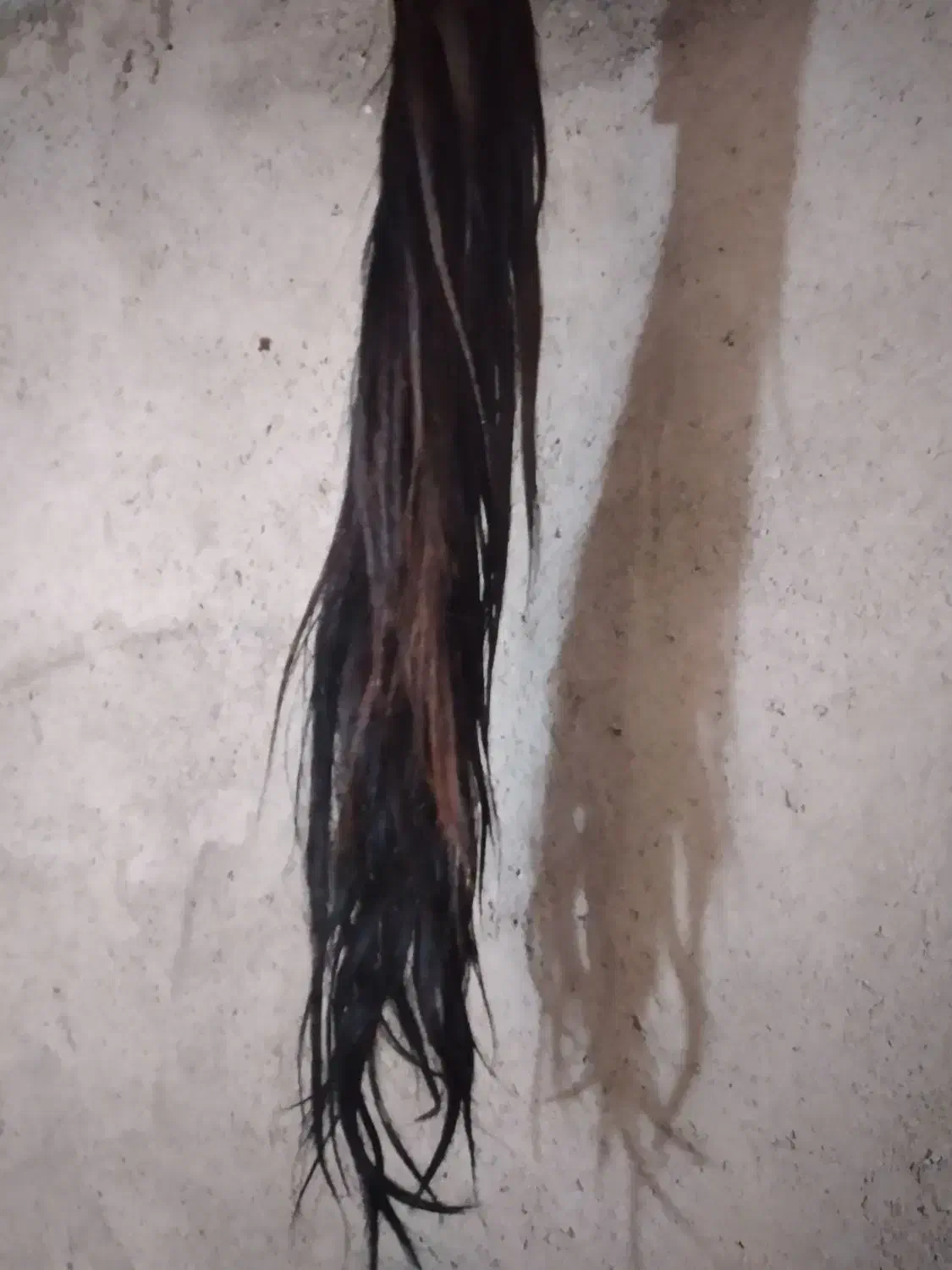 فروش موی تازه اسب درتمام رنگهای مختلف|آرایشی، بهداشتی، درمانی|صوفیان, |دیوار