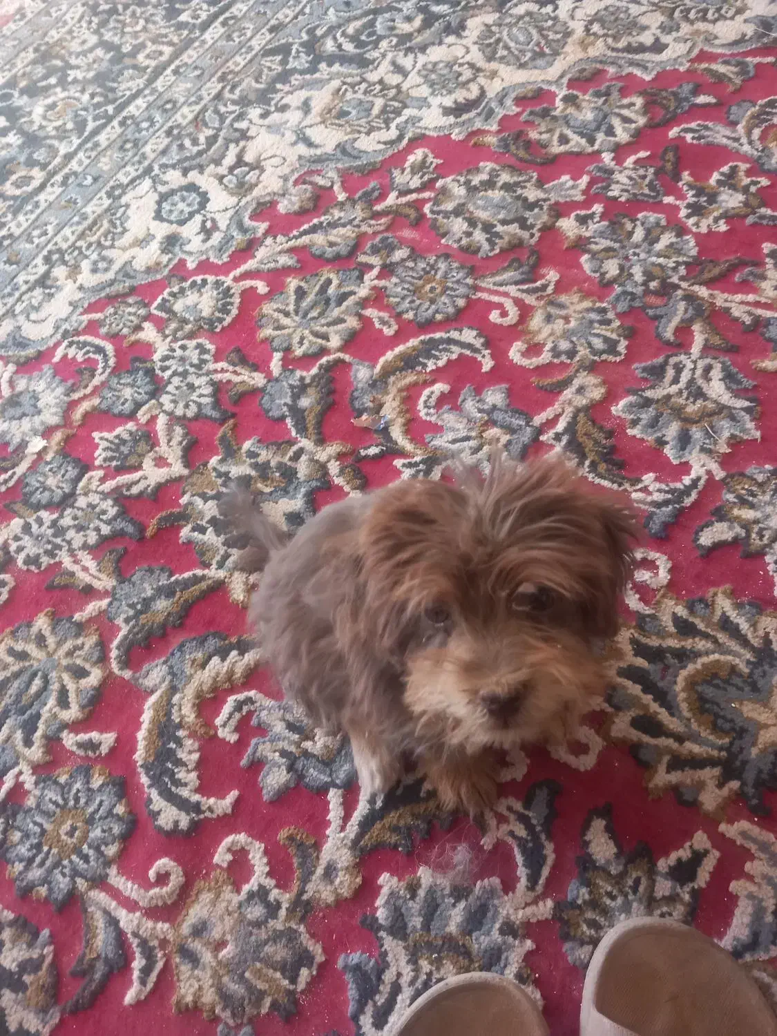 سگ پاکوتا نژاد پکینز|سگ|بردسکن, |دیوار