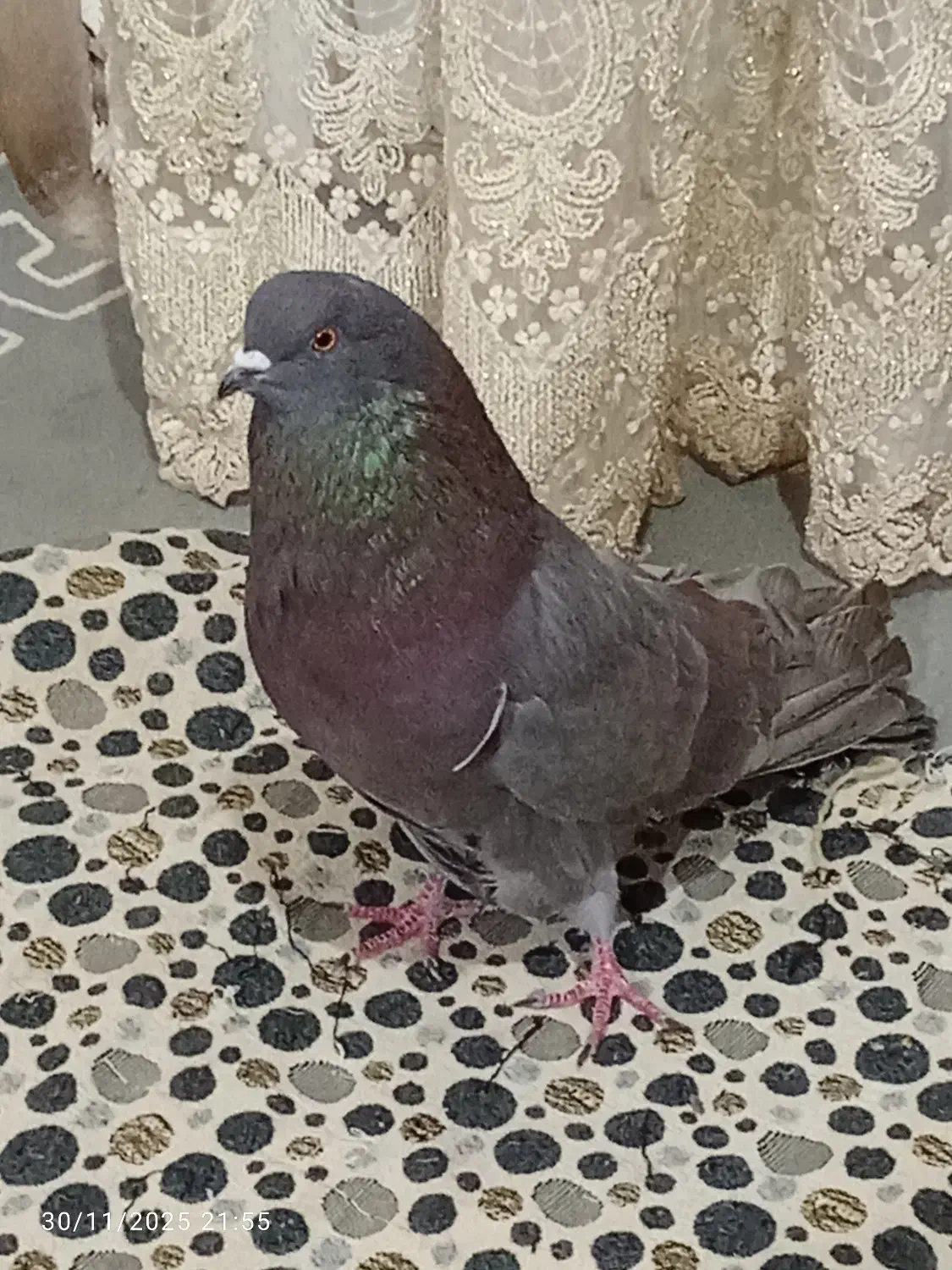 تهرانی نوک ریز بی عیب|پرنده|قزوین, |دیوار