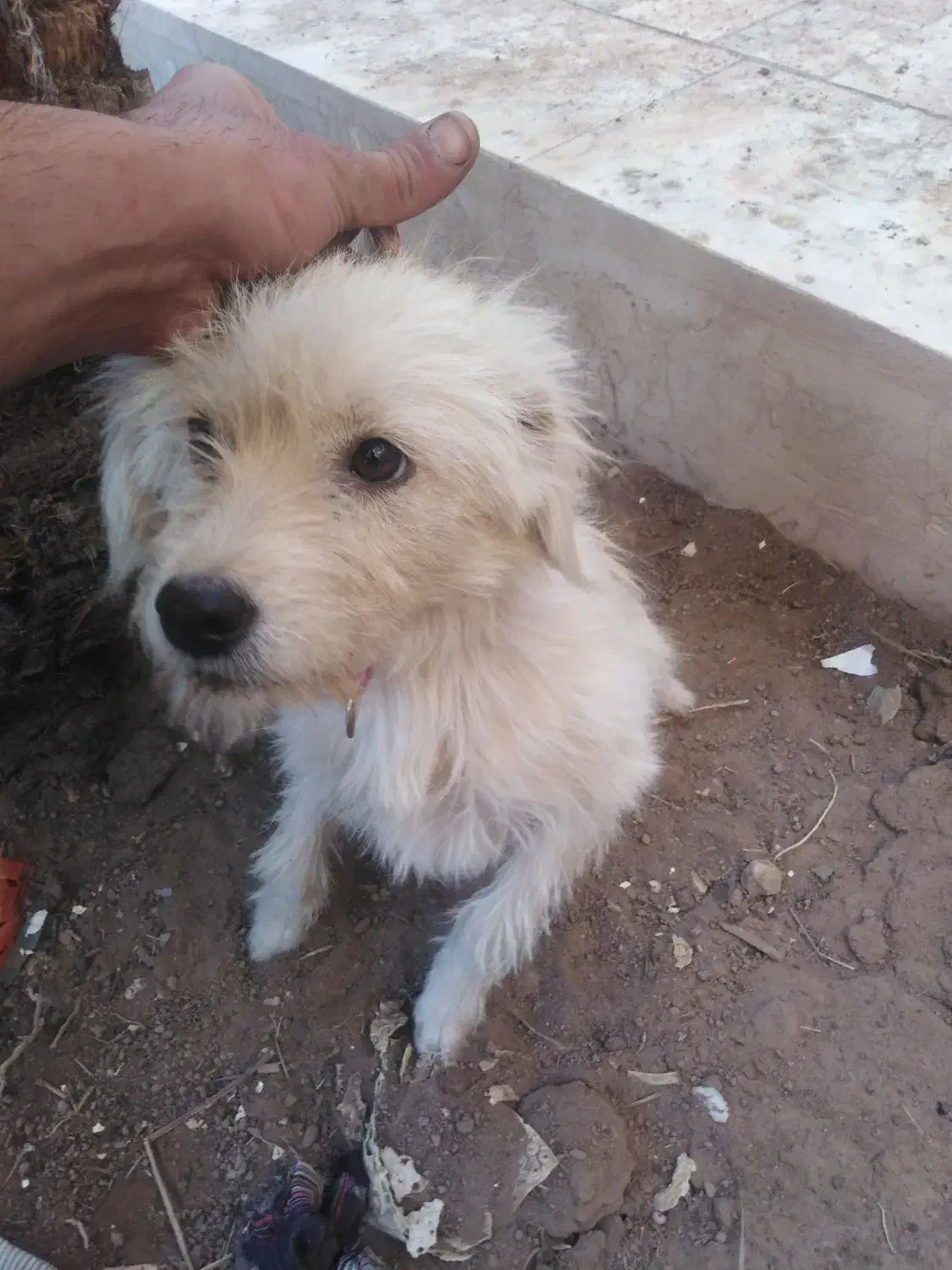 سگ ماده|سگ|اردکان, |دیوار