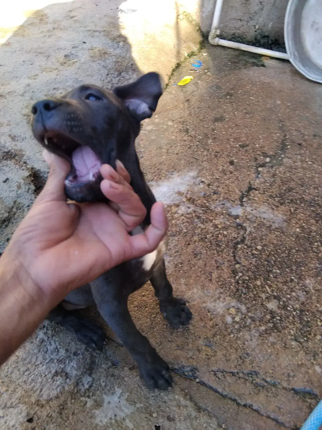 حیوان|سگ|مسجد سلیمان, |دیوار