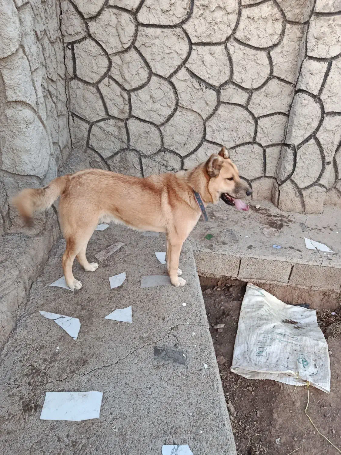 سگ هاسکی|سگ|تبریز, |دیوار