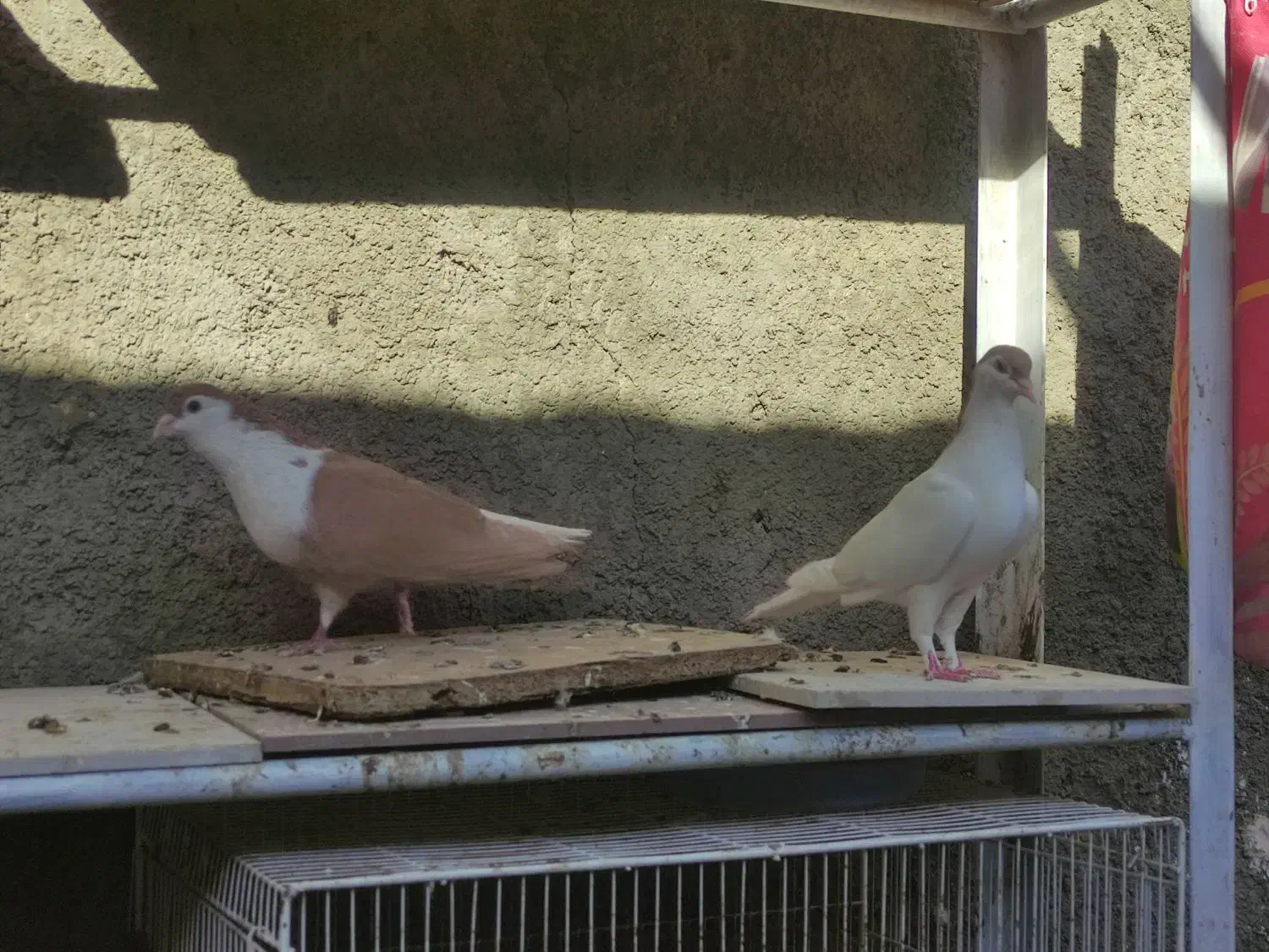 کفتر جفتگاه|پرنده|کاشمر, |دیوار