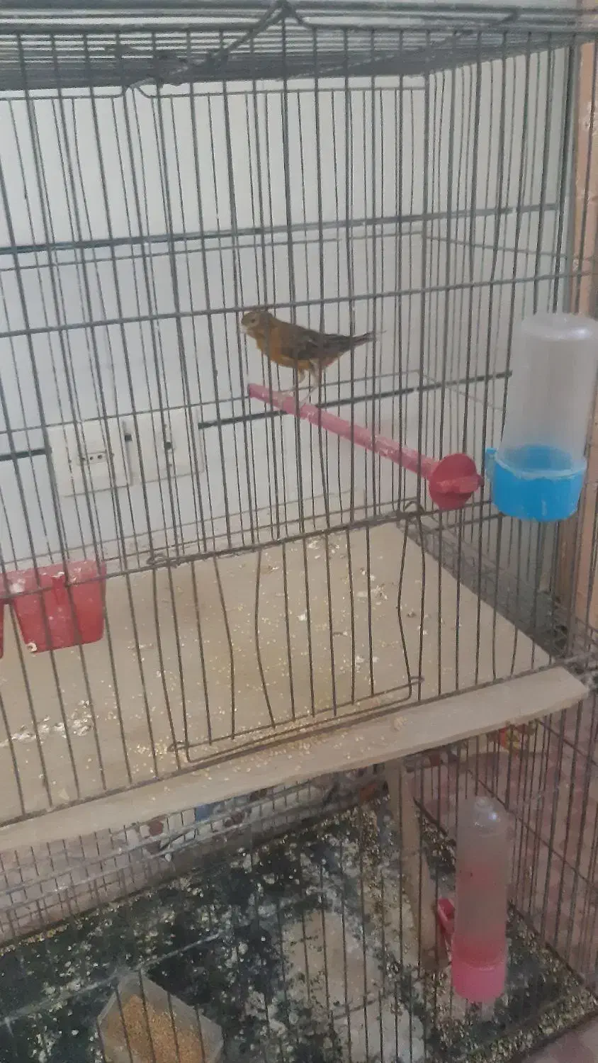 یک جفت قناری|پرنده|برخوار, |دیوار