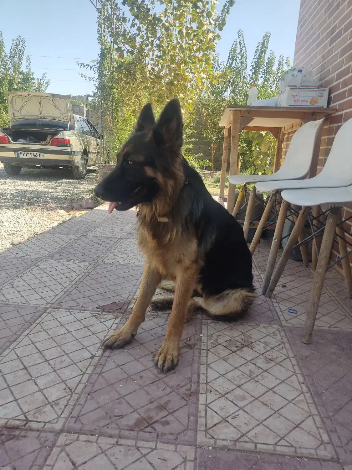 ژرمن شپرد اصیل|سگ|رباط‌کریم, حصار مهتر|دیوار