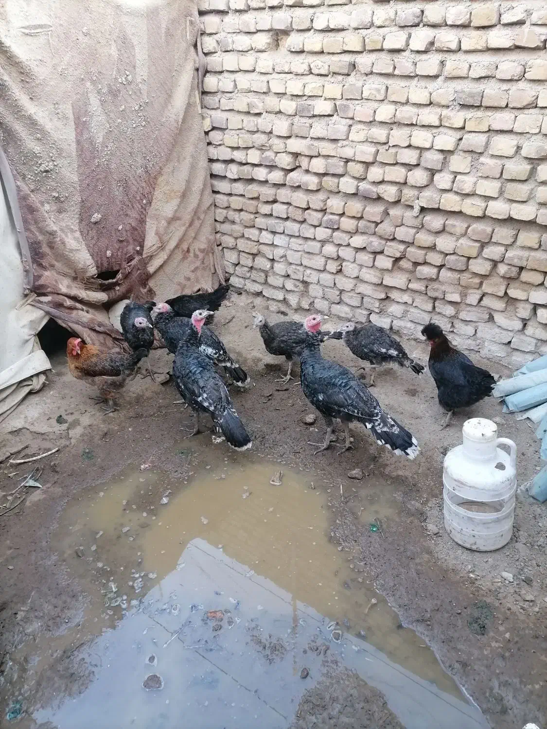 بوقلمون وجوجه لاری|حیوانات مزرعه|تربت‌حیدریه, کوی شهید احمدزاده ملکی|دیوار