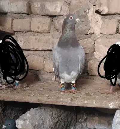 قره و مینا|پرنده|تربتحیدریه, شهرک ولیعصر|دیوار