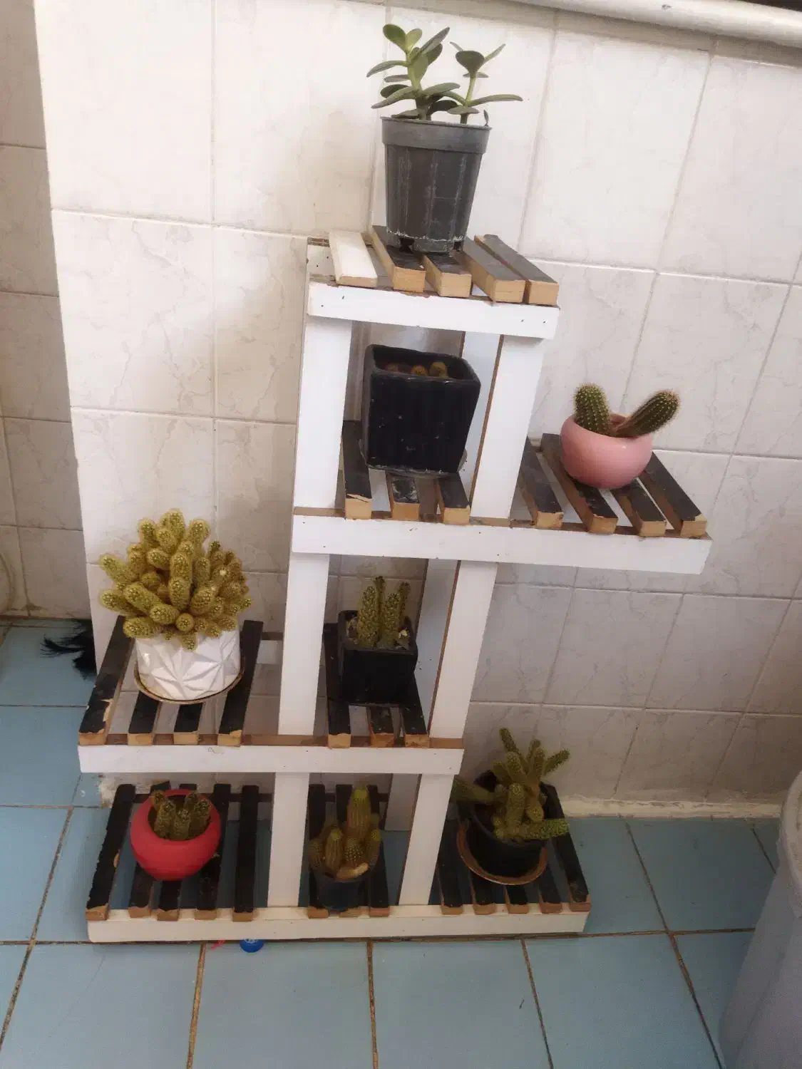 استند گل مناسب کاکتوس|گل و گیاه طبیعی|فولادشهر, B7|دیوار